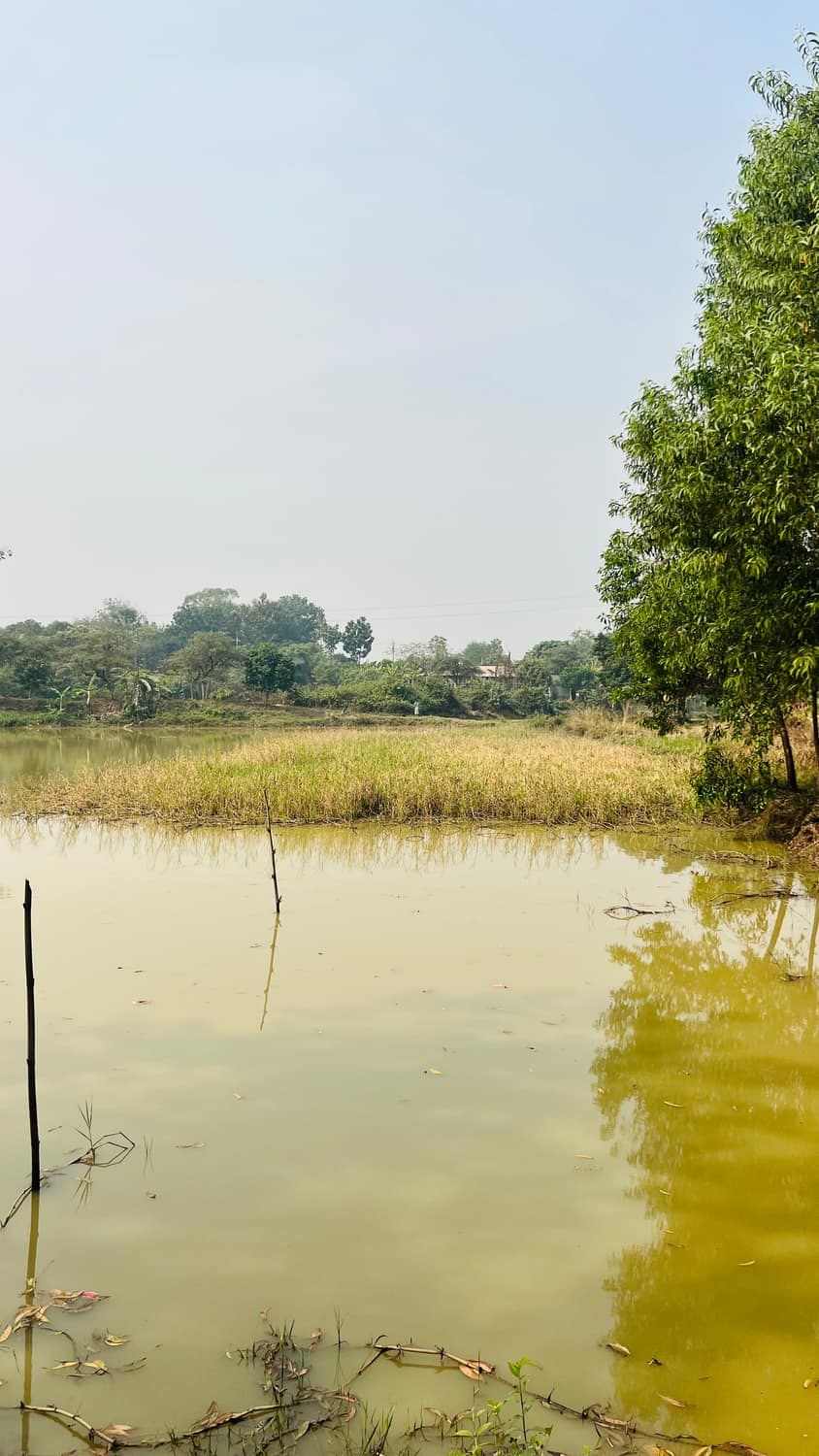 ফিশিং