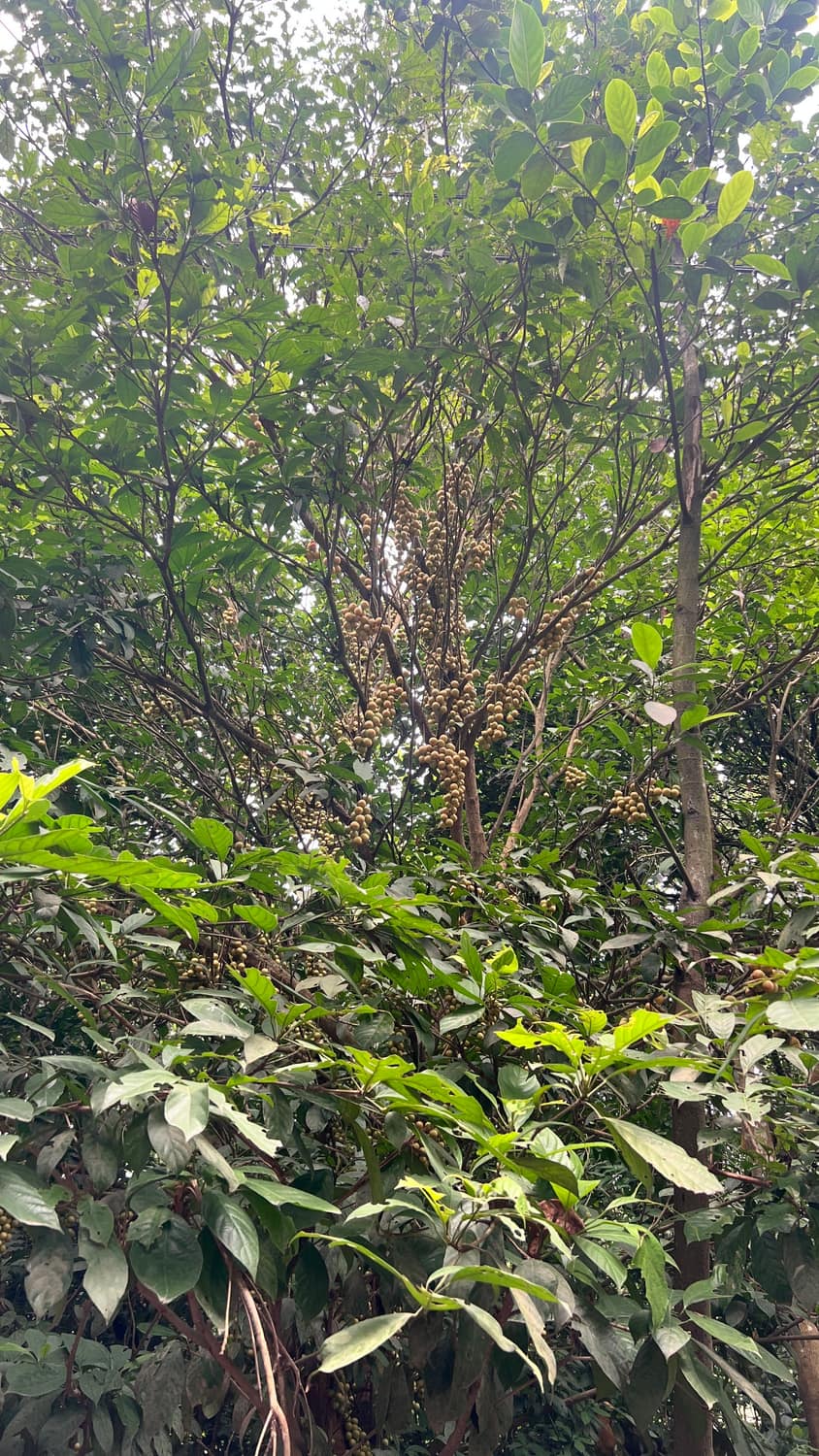 তাজা ফলমূল