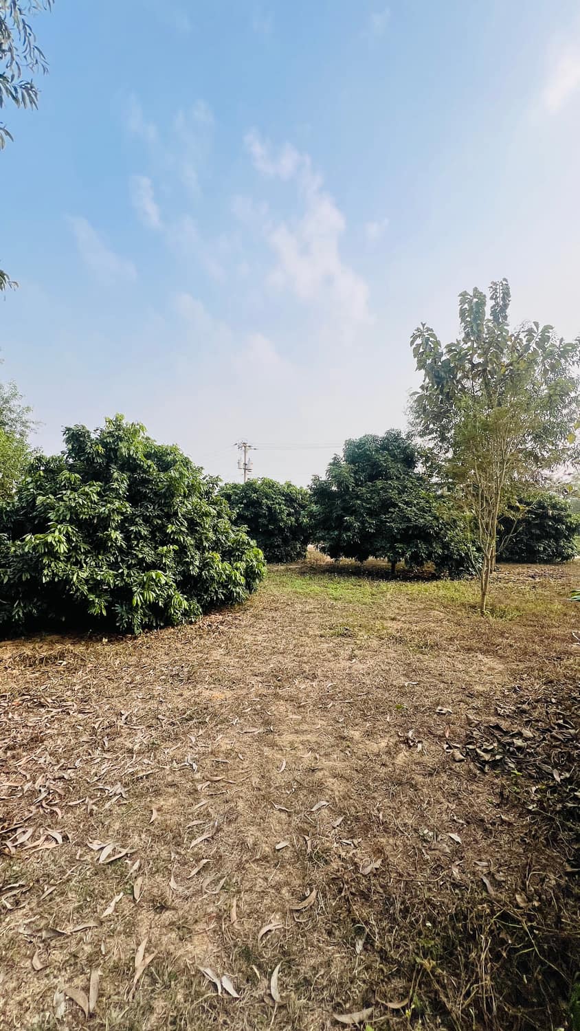 Open orchard field with fruit trees