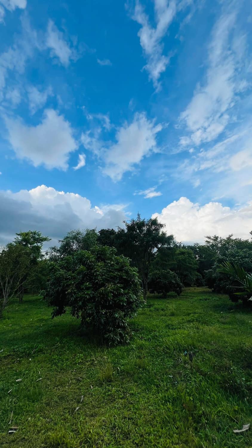 Green orchard of fruit trees under a wide blue sky