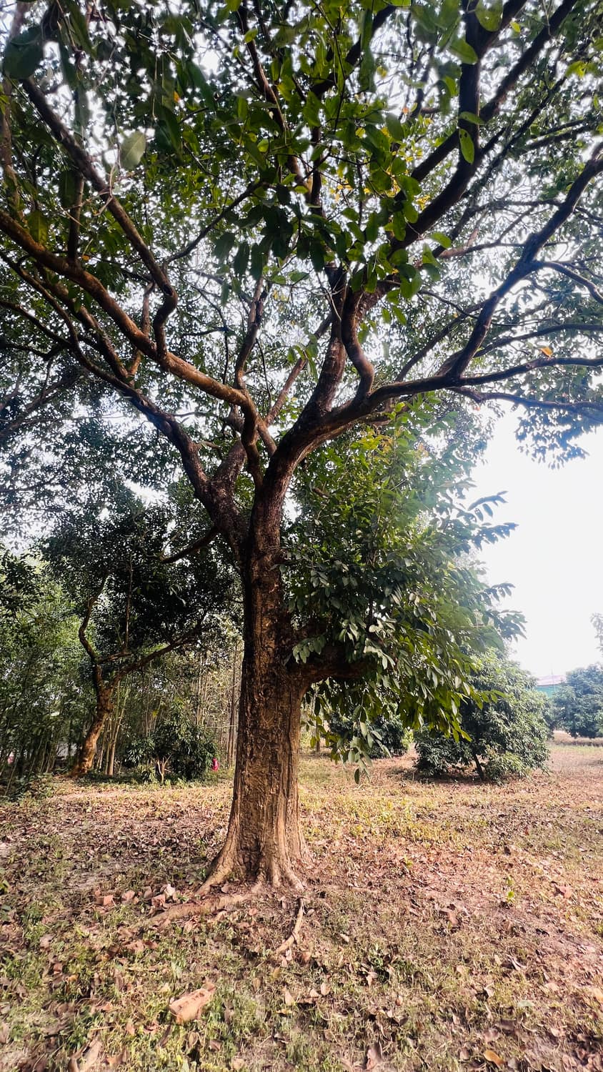A tall mature orchard tree standing over open farm ground at Amritabon