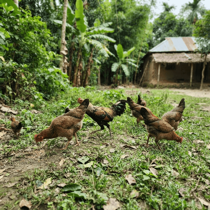 দেশি মুরগি