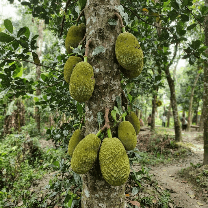 কাঁঠাল
