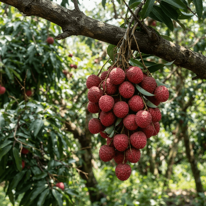 লিচু
