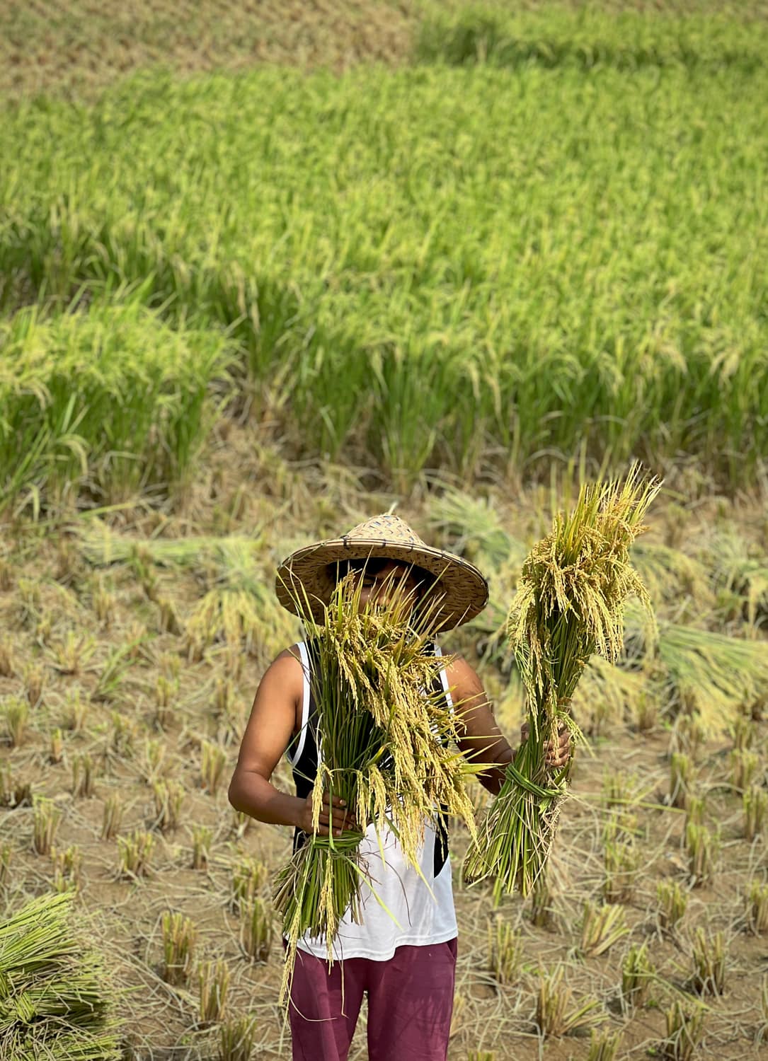 A farmer holding freshly cut rice sheaves in a green paddy field